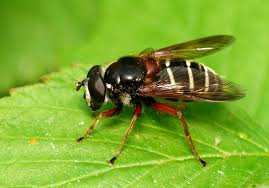 Attēlu rezultāti vaicājumam “Sericomyia lappona”