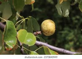 Attēlu rezultāti vaicājumam “Pyrus pyraster fruit”
