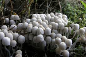 Attēlu rezultāti vaicājumam “Coprinus disseminatus”