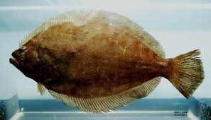Image result for Paralichthys albigutta