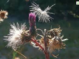 Attēlu rezultāti vaicājumam “Cirsium palustre fruit”