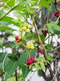 Attēlu rezultāti vaicājumam “Bryonia alba fruit”