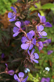 Image result for Geranium `Purple Haze`