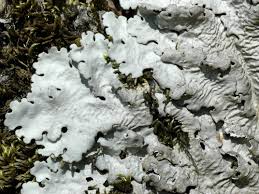 Attēlu rezultāti vaicājumam “Lobaria amplissima”