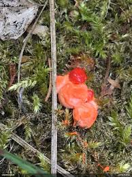 Attēlu rezultāti vaicājumam “Lycogala fuscoolearium macro”