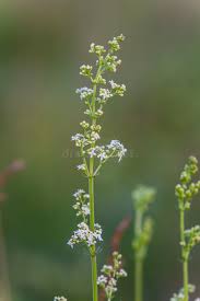 Attēlu rezultāti vaicājumam “Galium album flower”