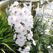 Image result for Phlox (großblumig)