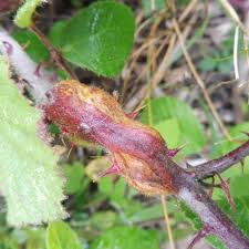 Attēlu rezultāti vaicājumam “Diastrophus rubi”