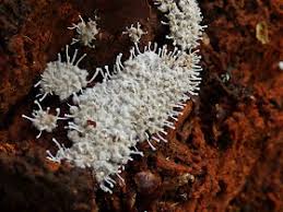 Attēlu rezultāti vaicājumam “Polycephalomyces tomentosus”