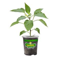 Afbeeldingsresultaat voor chile de arbol hot pepper