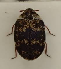 Attēlu rezultāti vaicājumam “Anthrenus sp. imago”