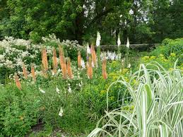 Image result for Steppenkerze