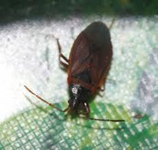 Attēlu rezultāti vaicājumam “Gastrodes grossipes”