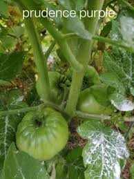 Afbeeldingsresultaat voor prudence purple tomato