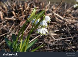 Attēlu rezultāti vaicājumam “Leucojum vernum var. vernum flower”