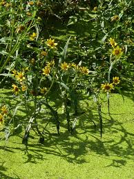 Attēlu rezultāti vaicājumam “Bidens cernua”