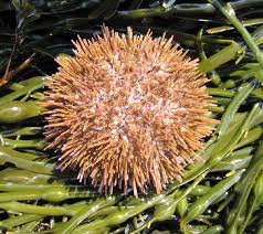 Image result for Strongylocentrotus droebachiensis