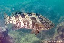 Image result for Epinephelus adscensionis