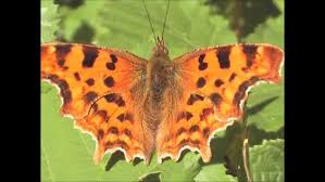 Attēlu rezultāti vaicājumam “Polygonia c-album underside”