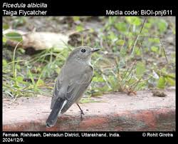 Image result for Ficedula albicilla
