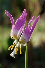 Attēlu rezultāti vaicājumam “Erythronium sibiricum”