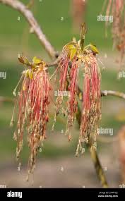 Attēlu rezultāti vaicājumam “Acer negundo female flower”