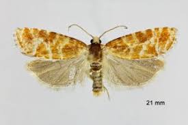 Attēlu rezultāti vaicājumam “Rhyacionia pinicolana”