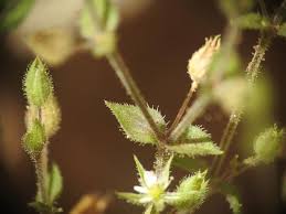 Attēlu rezultāti vaicājumam “Arenaria serpyllifolia”