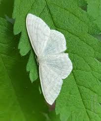 Attēlu rezultāti vaicājumam “Cabera pusaria male”