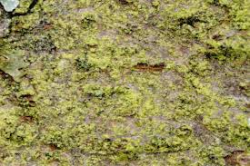 Attēlu rezultāti vaicājumam “Pleurococcus vulgaris”