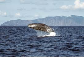 Image result for Physeter macrocephalus