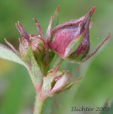 Attēlu rezultāti vaicājumam “Polymerus palustris”