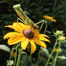 Image result for Rudbeckia fulgida