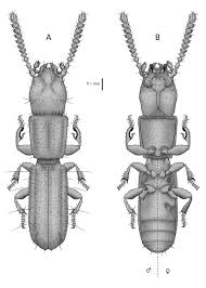 Attēlu rezultāti vaicājumam “Amara sp.”