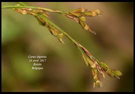 Attēlu rezultāti vaicājumam “Carex digitata flower”