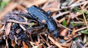 Attēlu rezultāti vaicājumam “Necrodes littoralis”