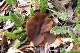 Attēlu rezultāti vaicājumam “Nectria peziza”