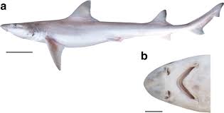 Image result for Scylliogaleus quecketti