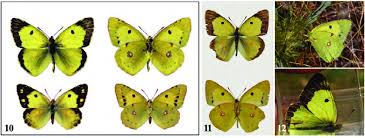 Attēlu rezultāti vaicājumam “Colias croceus”