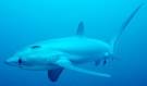 Life of Common Thresher Shark | Life of Sea