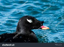 Attēlu rezultāti vaicājumam “Melanitta fusca male”