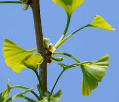 Attēlu rezultāti vaicājumam “Ginkgo biloba female flower”