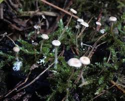 Attēlu rezultāti vaicājumam “Collybia cirrhata”