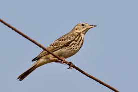 Attēlu rezultāti vaicājumam “Anthus trivialis”
