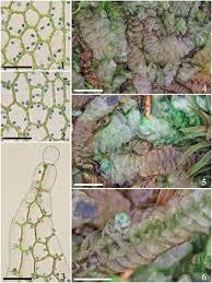 Attēlu rezultāti vaicājumam “Calypogeia neesiana”