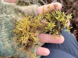 Attēlu rezultāti vaicājumam “Hypnum jutlandicum”