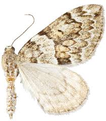 Attēlu rezultāti vaicājumam “Thera variata”