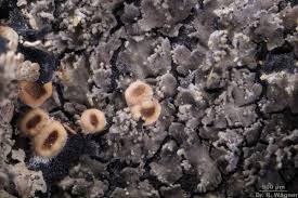 Attēlu rezultāti vaicājumam “Parmeliella triptophylla”