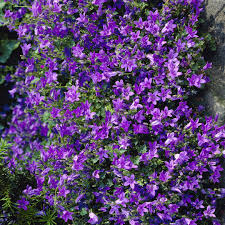 Image result for Glockenblumen