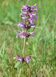 Attēlu rezultāti vaicājumam “Laserpitium pruthenicum”